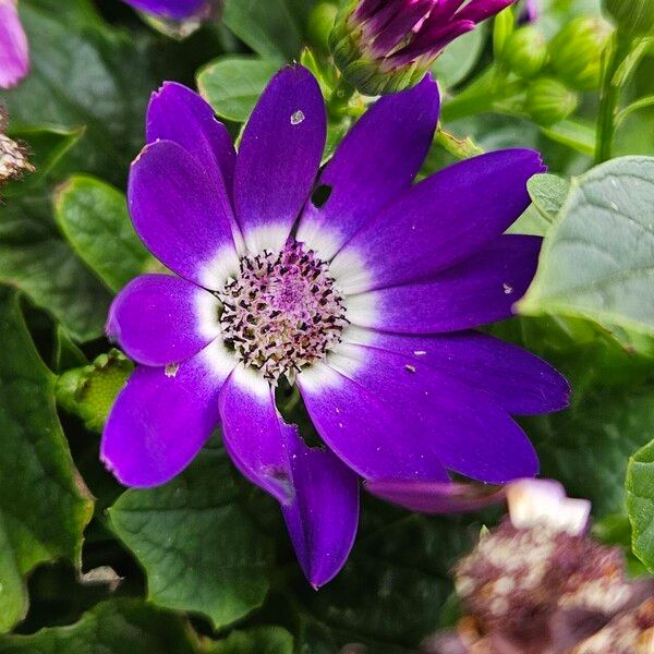 Pericallis lanata Blomma