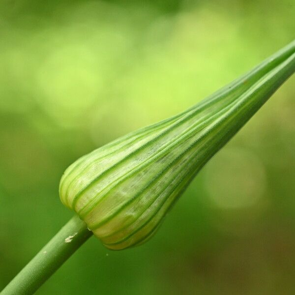 Allium oleraceum Blomst