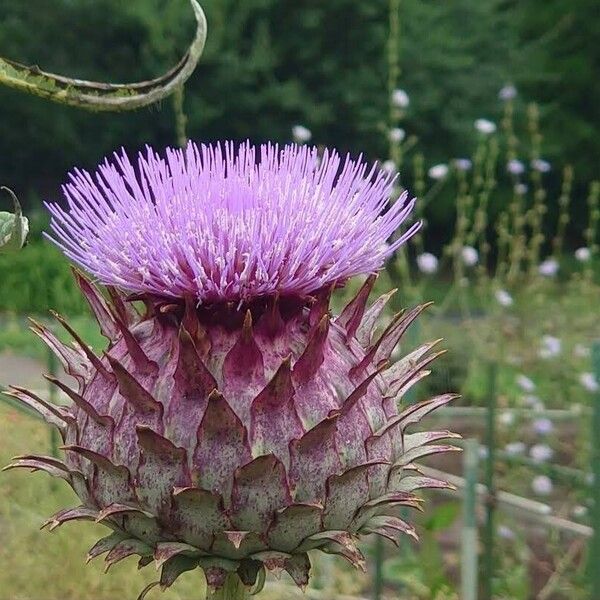 Cynara cardunculus Flower