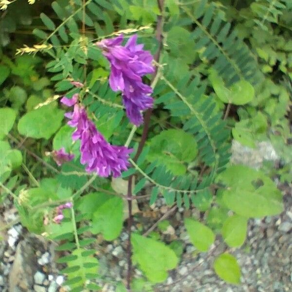 Vicia cracca Blomst