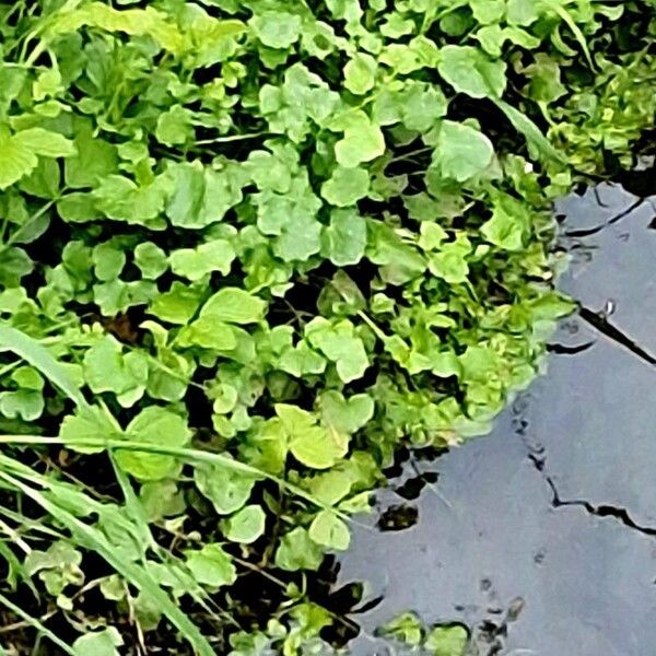 Nasturtium officinale Blad