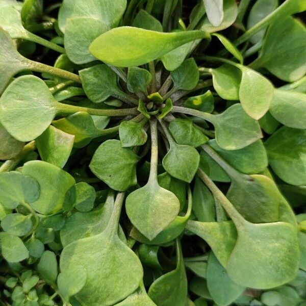 Claytonia perfoliata Ліст