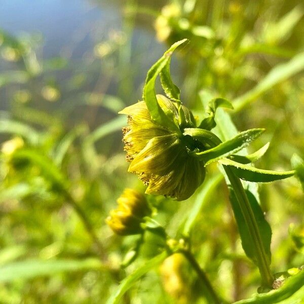 Bidens cernua ফুল