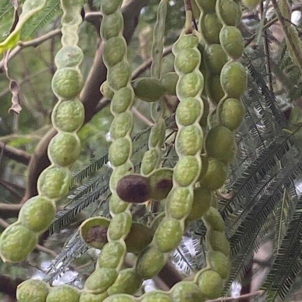 Acacia mearnsii Φρούτο