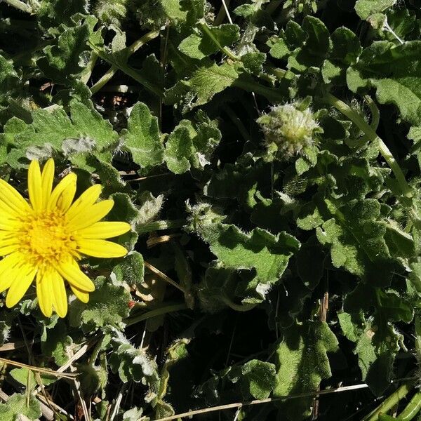 Arctotheca calendula Žiedas