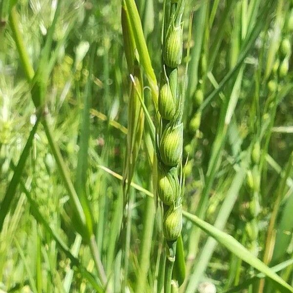 Aegilops ventricosa 花