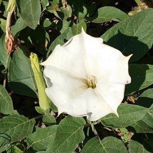 Datura wrightii Květ