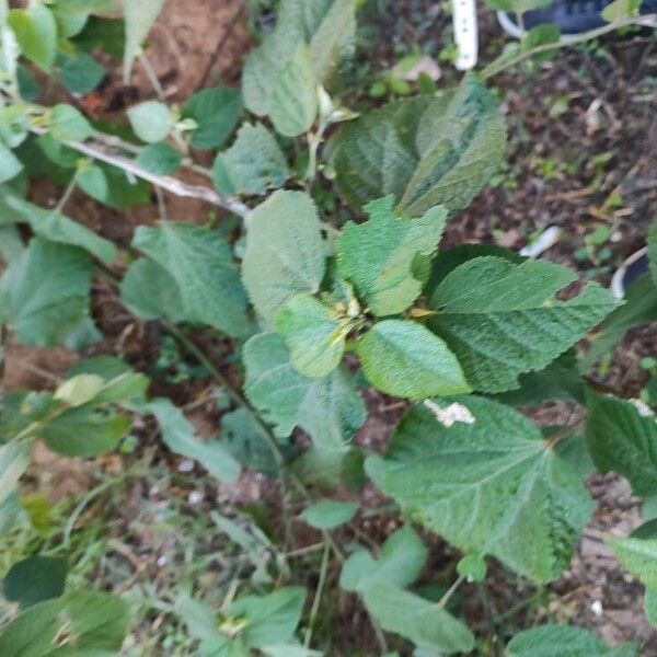 Sida cordifolia Ліст