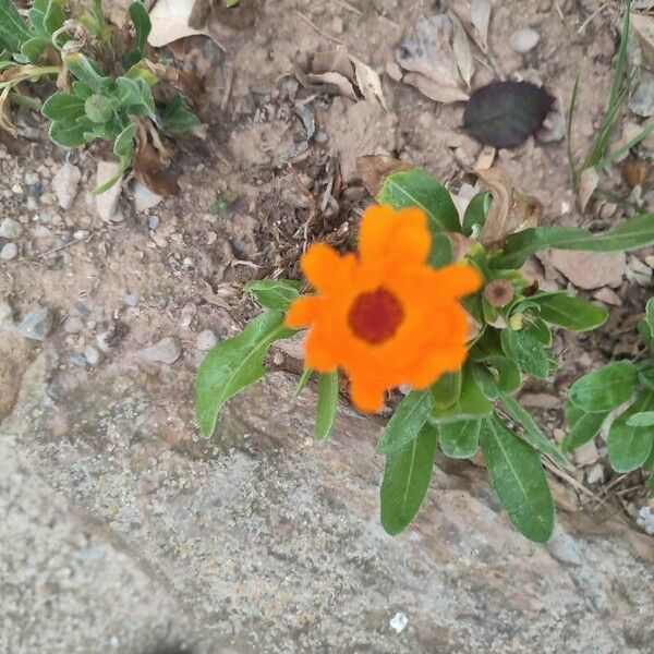 Calendula arvensis Flower