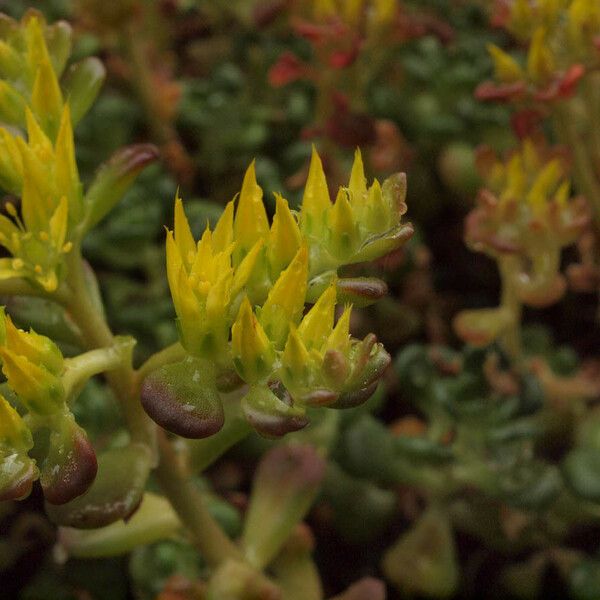 Sedum oreganum 花