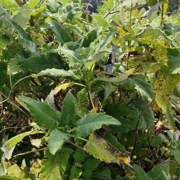 Salvia tingitana Leaf