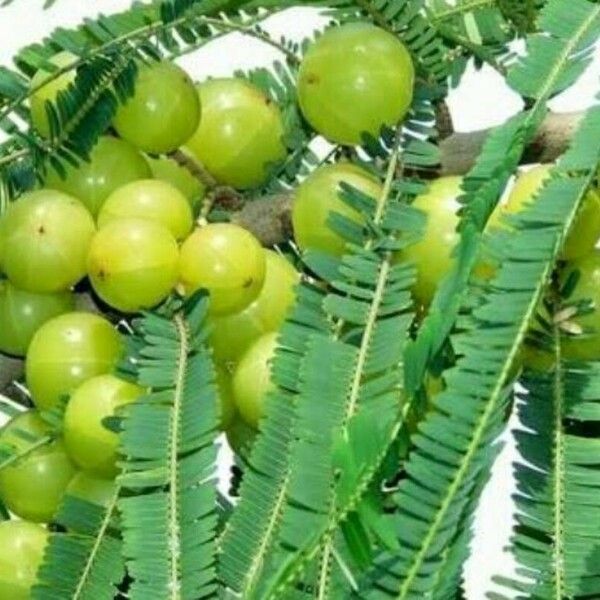 Phyllanthus emblica Fruit