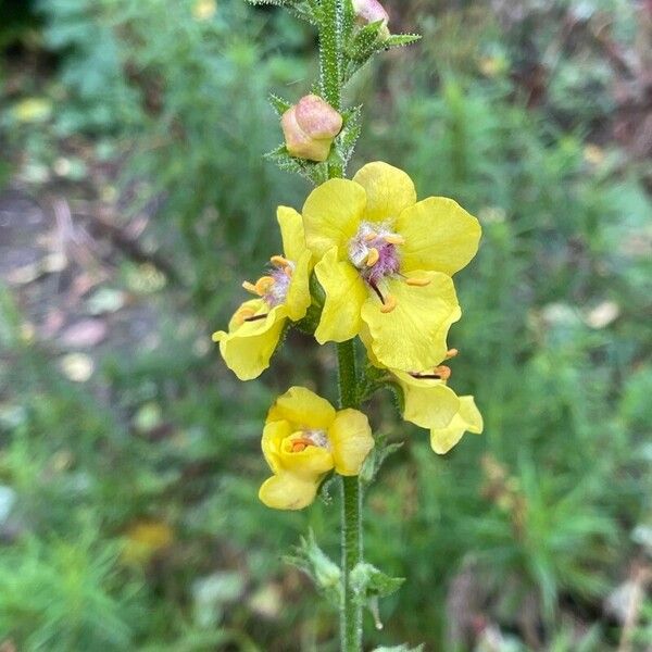 Verbascum virgatum Flower