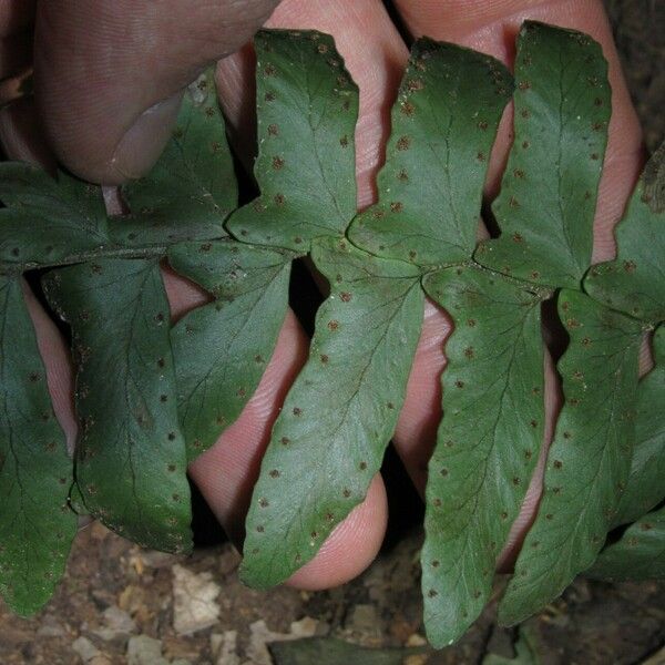 Arthropteris palisotii Folha