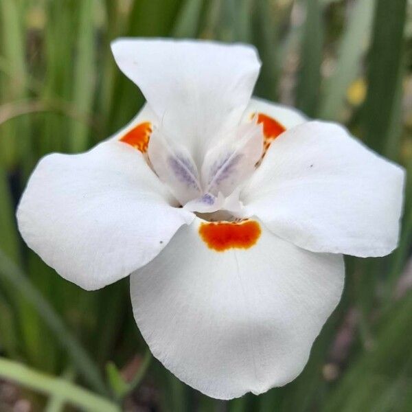 Dietes iridioides Λουλούδι