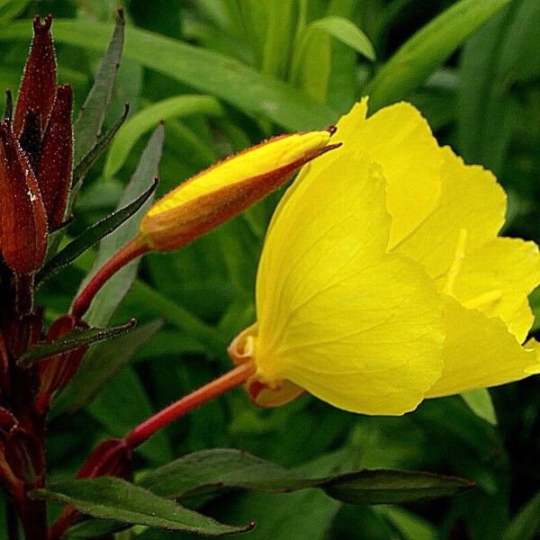 Oenothera tetragona 花