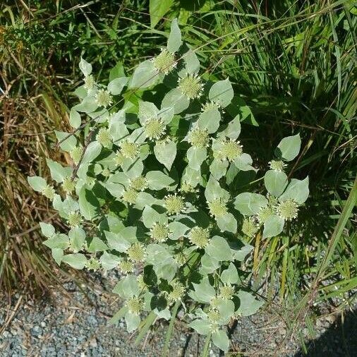 Pycnanthemum muticum Цвят