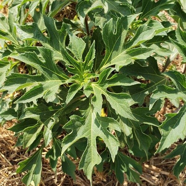 Tithonia diversifolia برگ