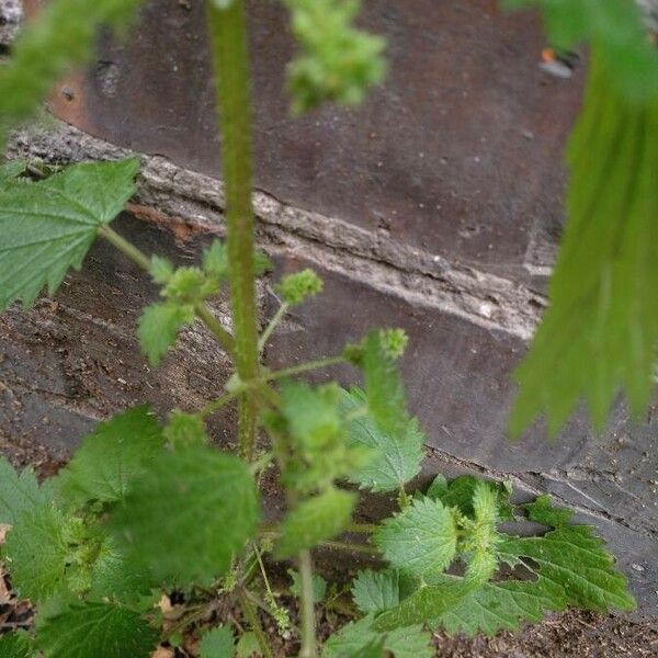 Urtica membranacea Outro