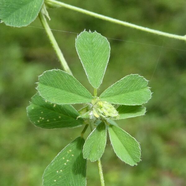 Medicago lupulina List