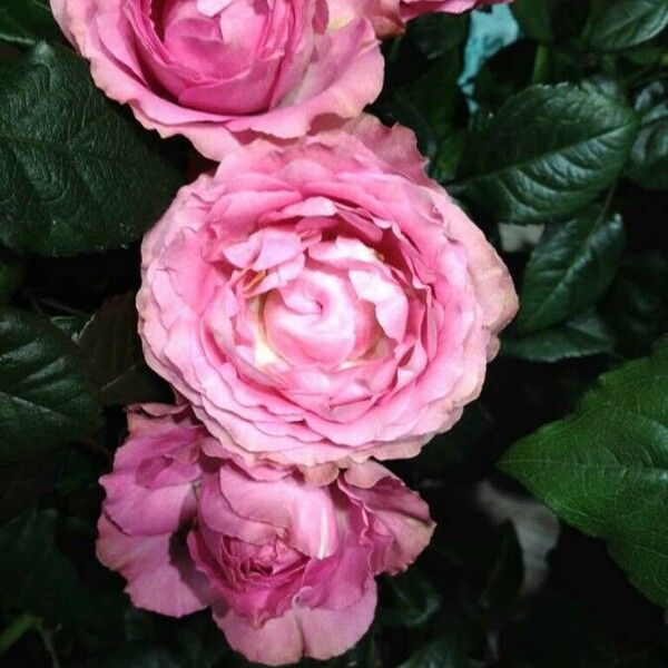 Rosa chinensis Квітка