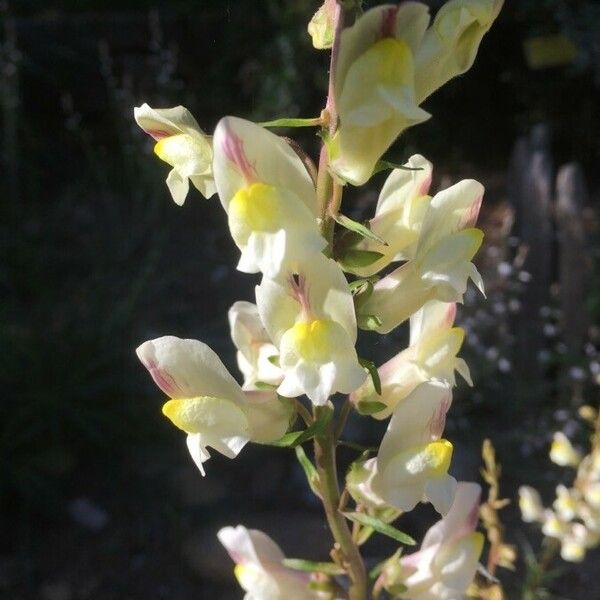 Antirrhinum siculum Flor