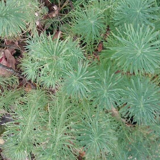 Euphorbia cyparissias 葉