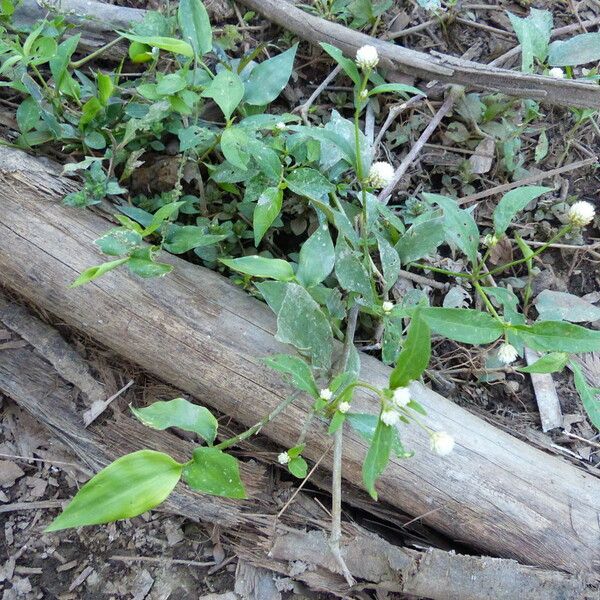 Alternanthera philoxeroides 花