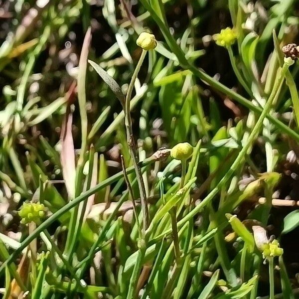 Ranunculus flammula Leaf