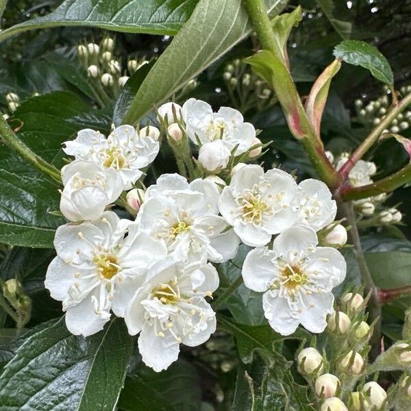 Crataegus crus-galli Kukka