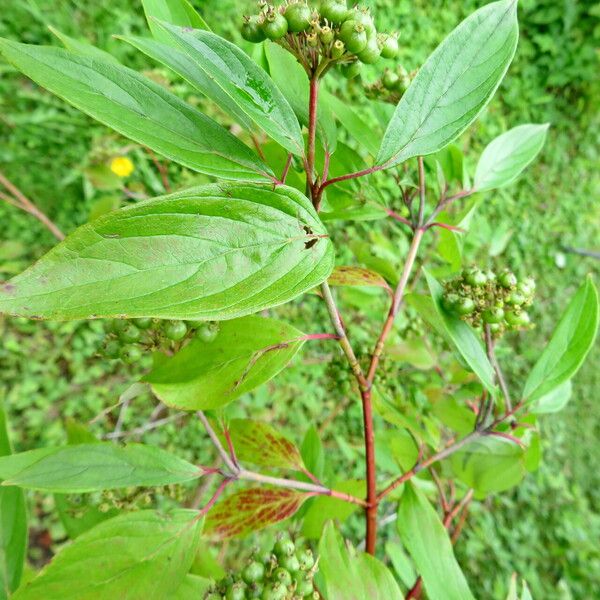 Cornus amomum Листок