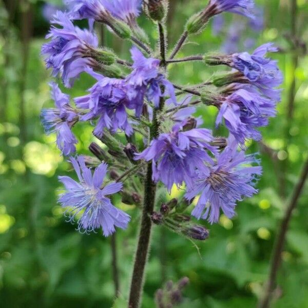 Cicerbita alpina Blodyn