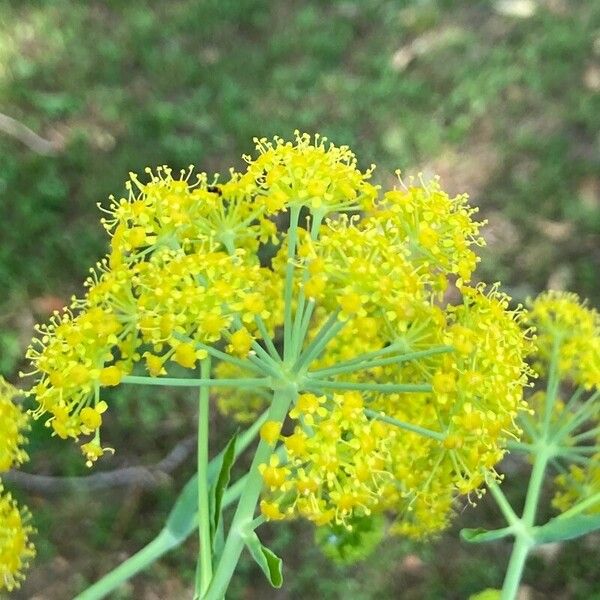 Ferula glauca Çiçek