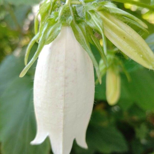 Campanula alliariifolia Flor