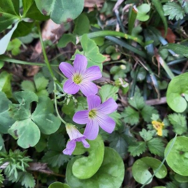 Oxalis violacea Květ