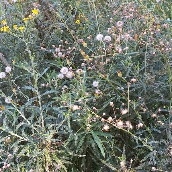 Senecio pterophorus Hoja