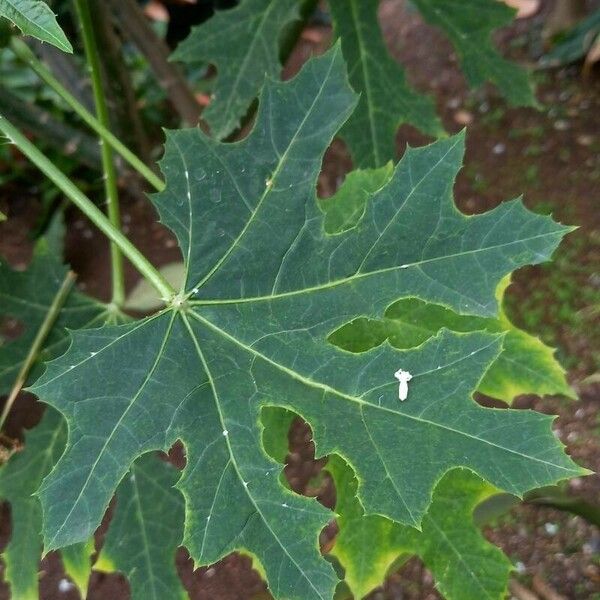 Cnidoscolus aconitifolius Leht