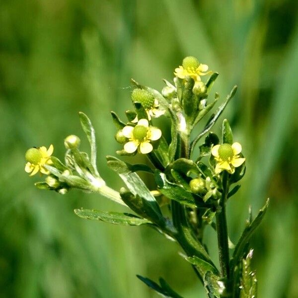 Ranunculus sceleratus പുഷ്പം