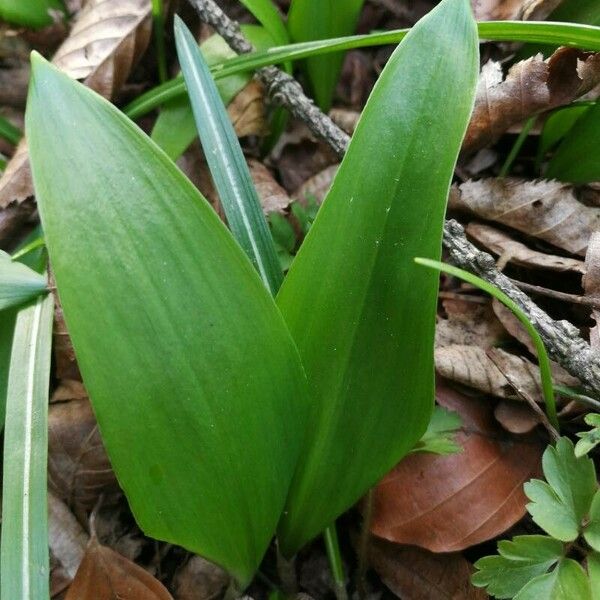 Allium ursinum 葉