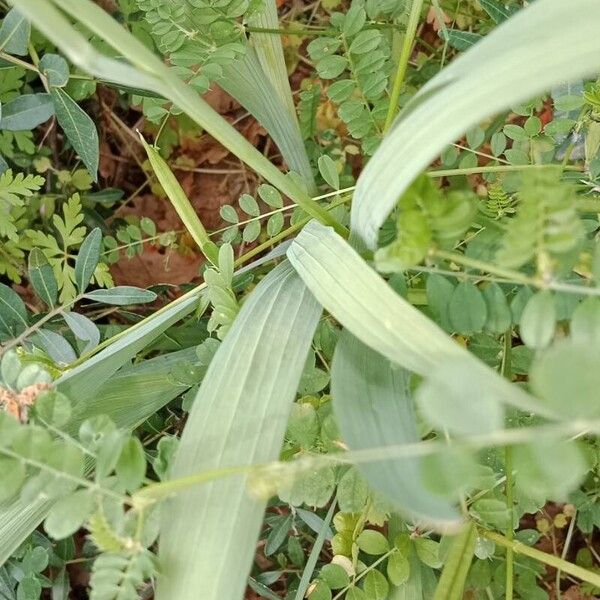 Gladiolus italicus Leaf