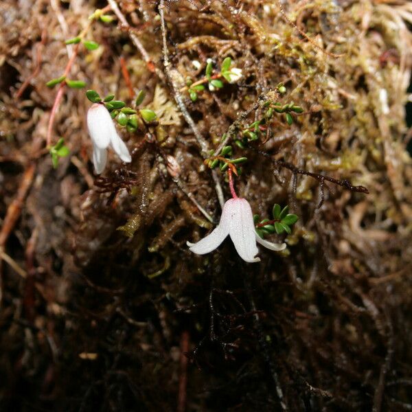 Rhododendron anagalliflorum Vekstform