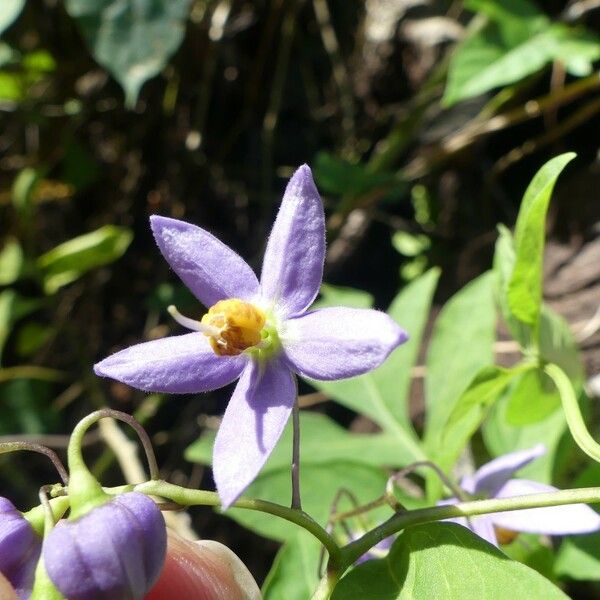 Solanum seaforthianum Цвят