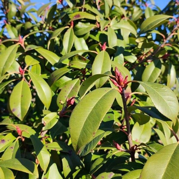 Photinia serratifolia Blad