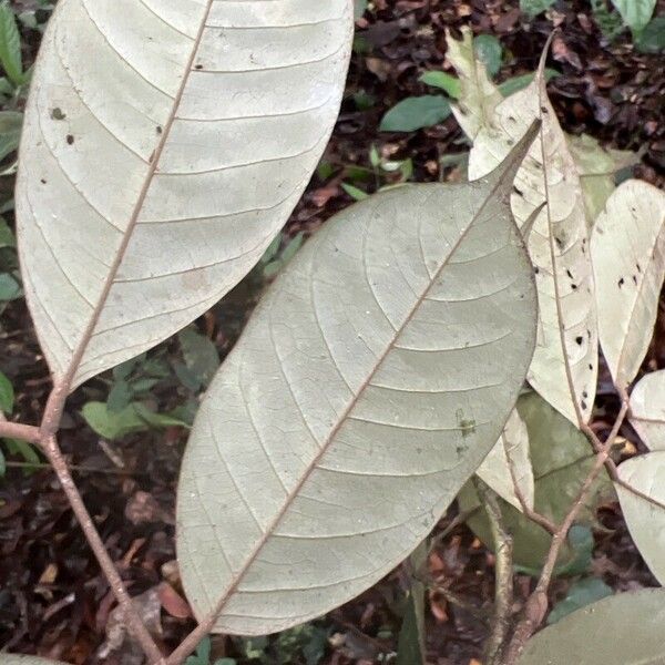Anthonotha macrophylla Лист