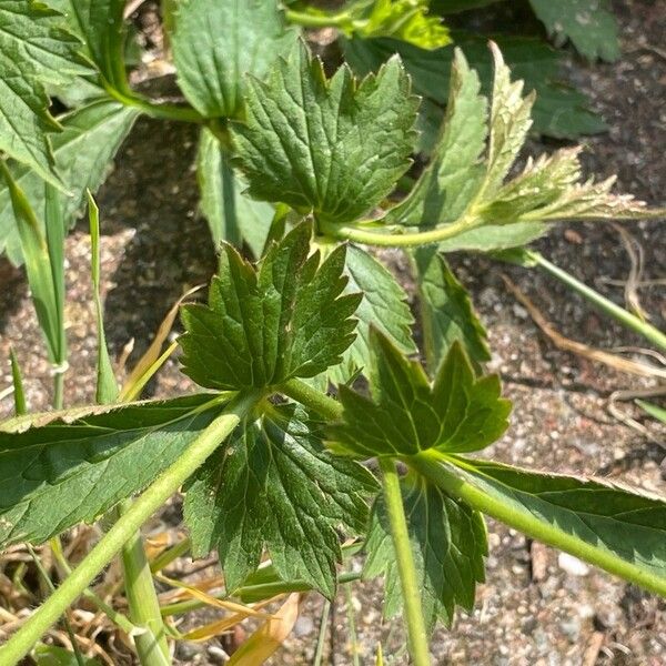 Geum urbanum Leaf