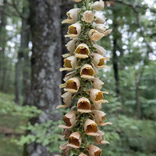 Digitalis ferruginea Flors