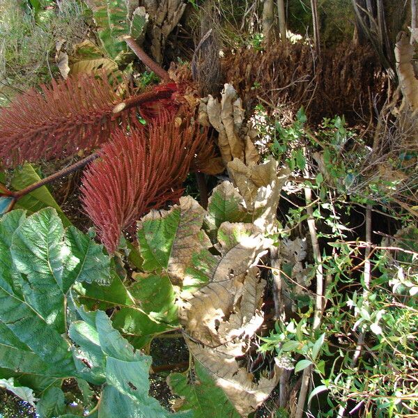 Gunnera insignis Habit