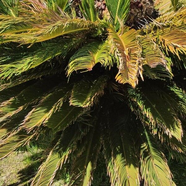 Cycas revoluta عادت داشتن