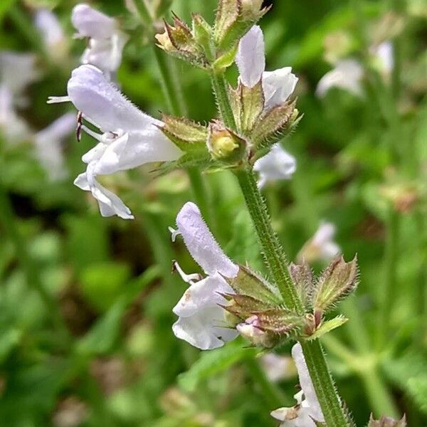 Salvia repens Kukka