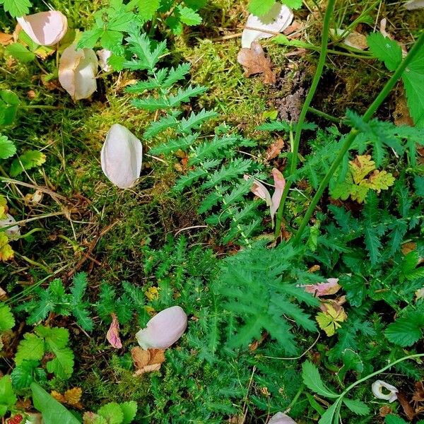 Filipendula vulgaris Yaprak